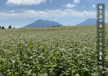 �H�G�����i29